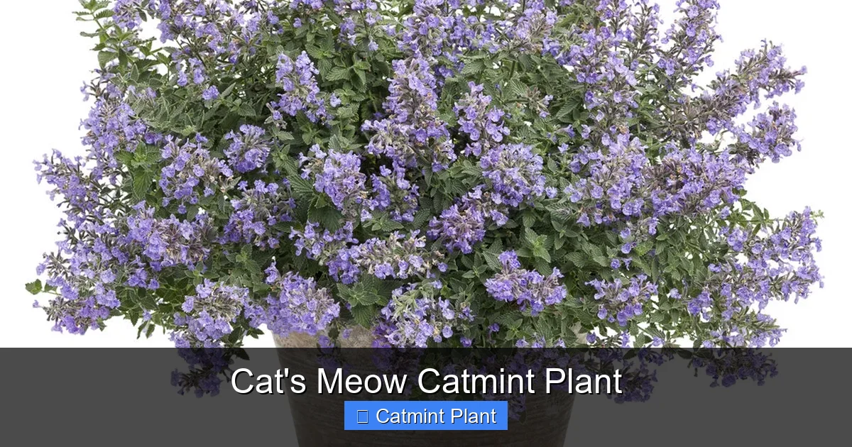 Cat's Meow Catmint Plant