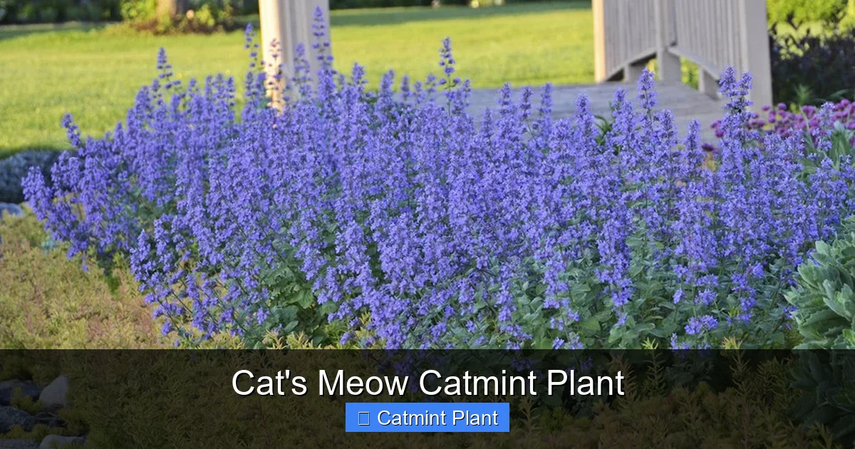 Cat's Meow Catmint Plant