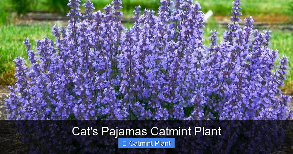 Cat's Pajamas Catmint Plant