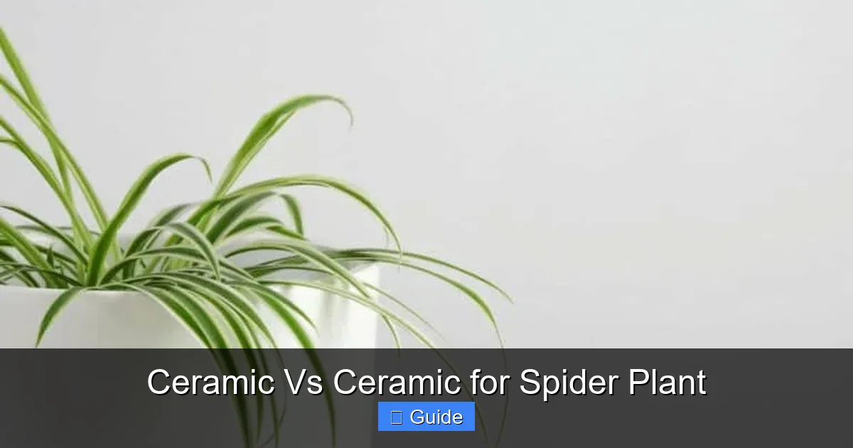 Ceramic Vs Ceramic for Spider Plant