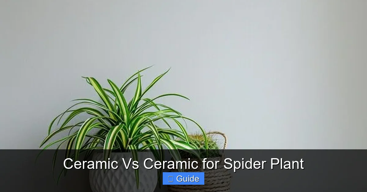 Ceramic Vs Ceramic for Spider Plant