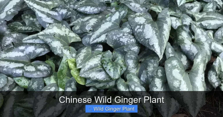 Chinese Wild Ginger Plant