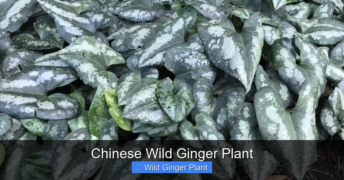 Chinese Wild Ginger Plant