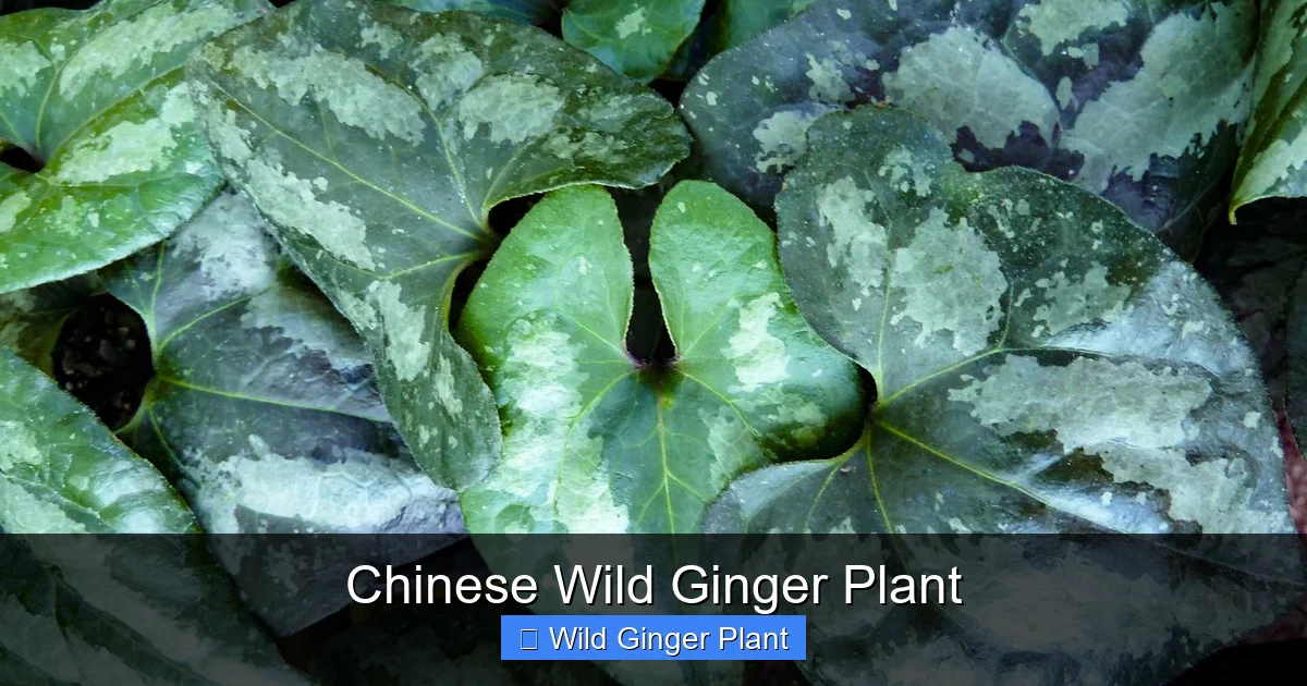 Chinese Wild Ginger Plant