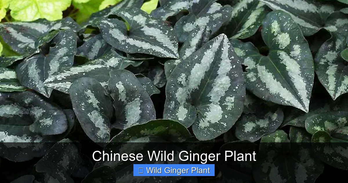 Chinese Wild Ginger Plant