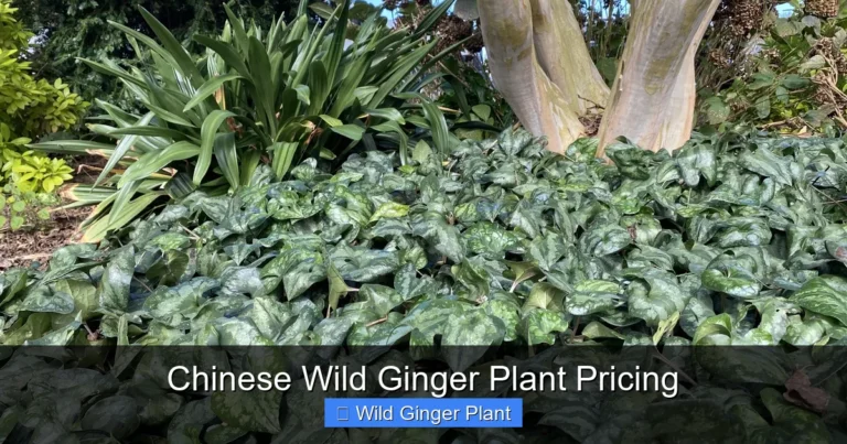 Chinese Wild Ginger Plant Pricing