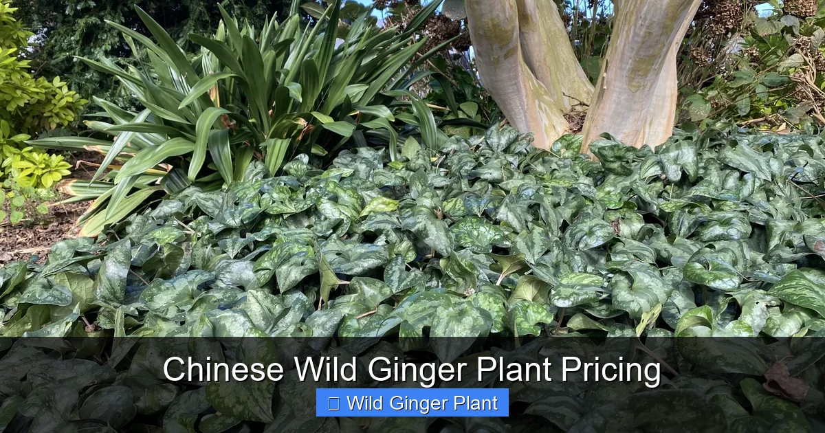 Chinese Wild Ginger Plant Pricing