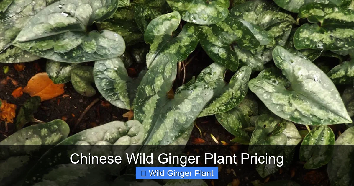 Chinese Wild Ginger Plant Pricing