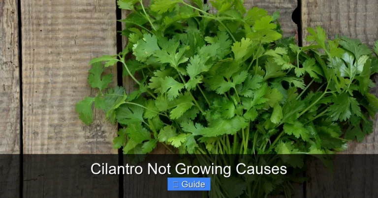 Cilantro Not Growing Causes