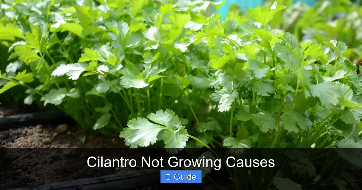Cilantro Not Growing Causes