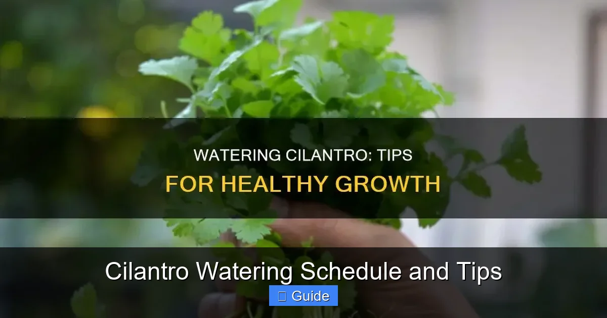 Cilantro Watering Schedule and Tips