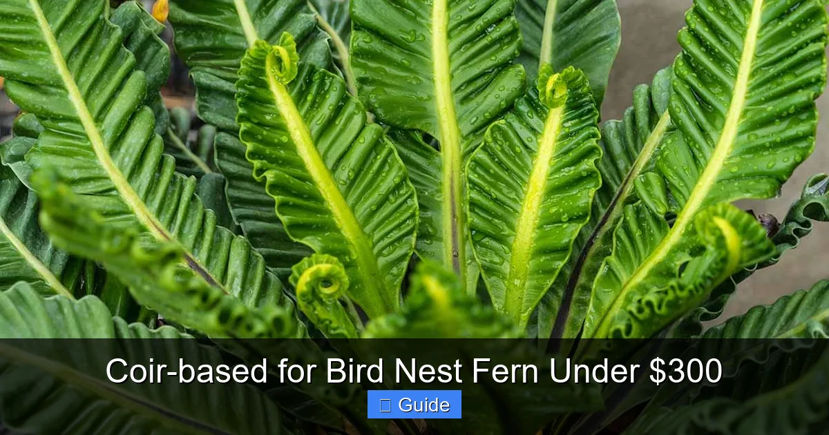 Coir-based for Bird Nest Fern Under $300