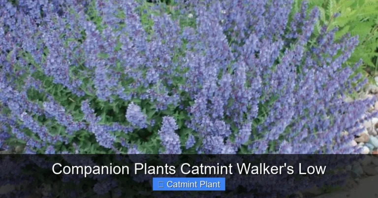 Companion Plants Catmint Walker's Low