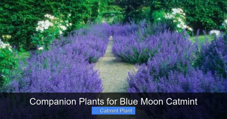 Companion Plants for Blue Moon Catmint