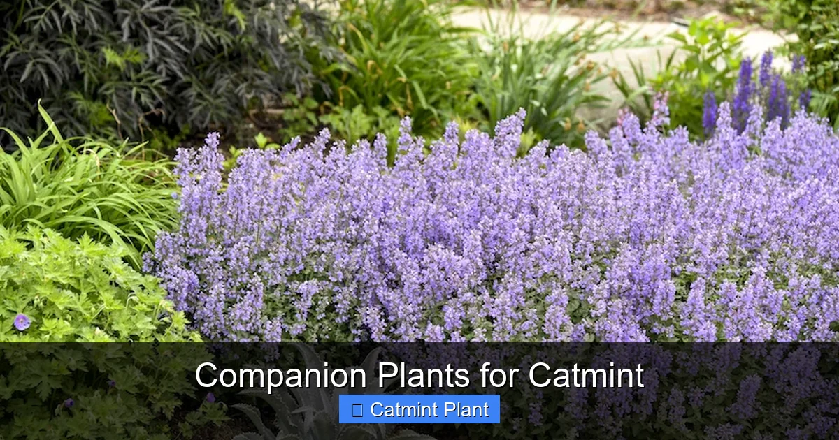 Companion Plants for Catmint