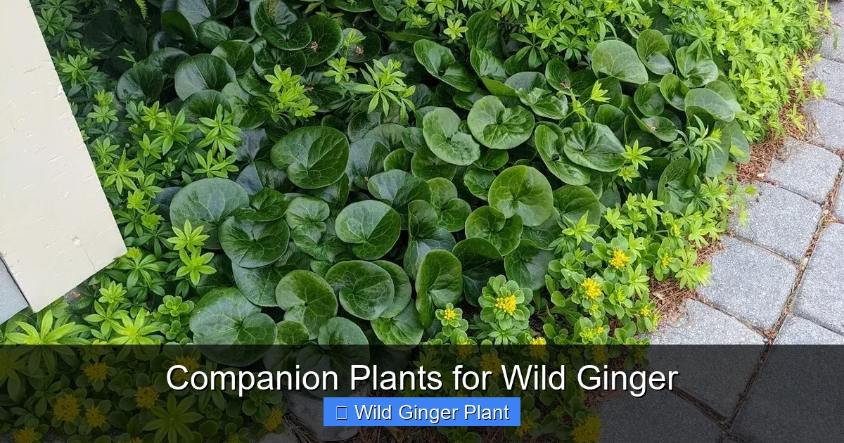 Companion Plants for Wild Ginger