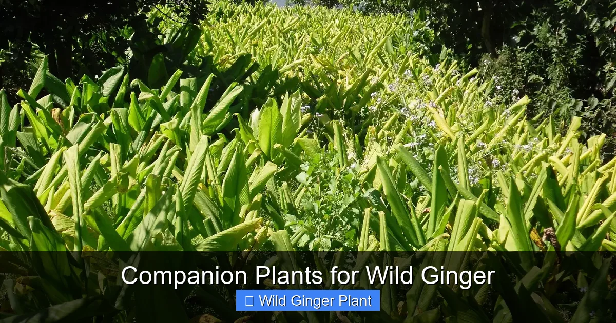 Companion Plants for Wild Ginger