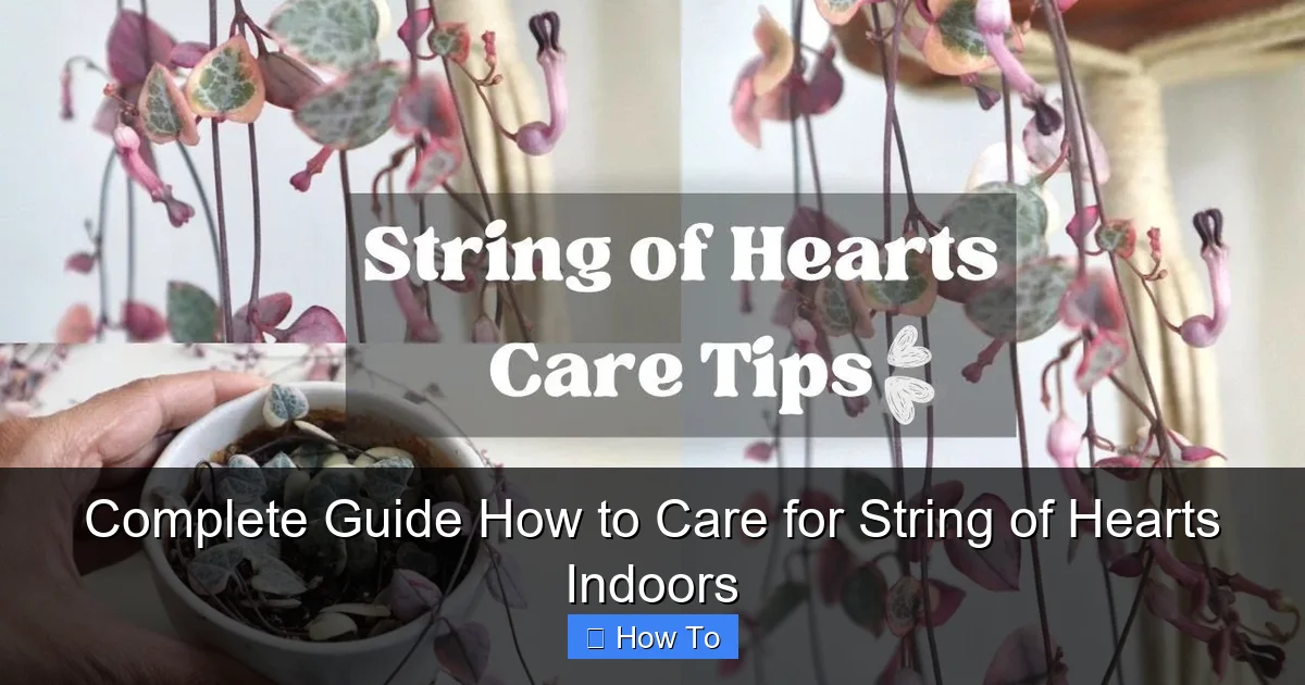 Complete Guide How to Care for String of Hearts Indoors