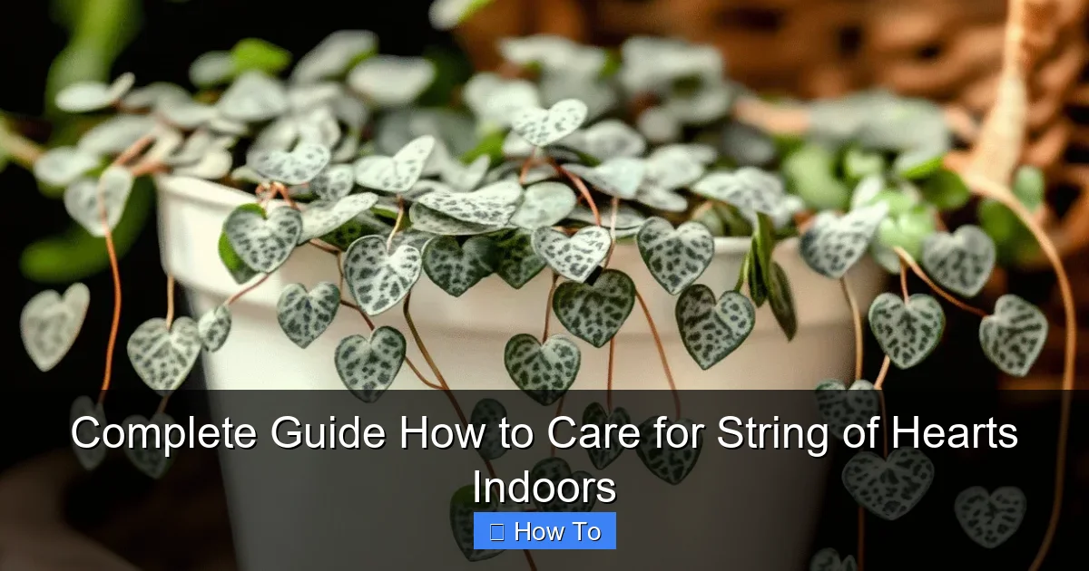 Complete Guide How to Care for String of Hearts Indoors