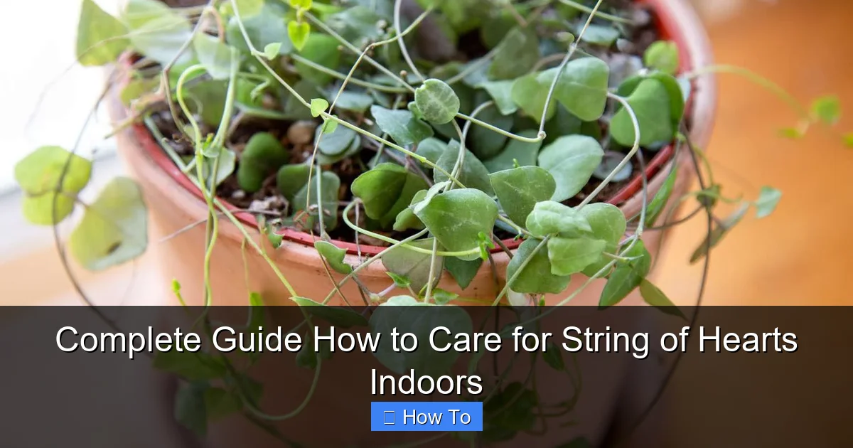 Complete Guide How to Care for String of Hearts Indoors