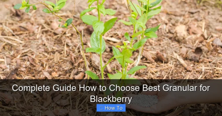 Complete Guide How to Choose Best Granular for Blackberry