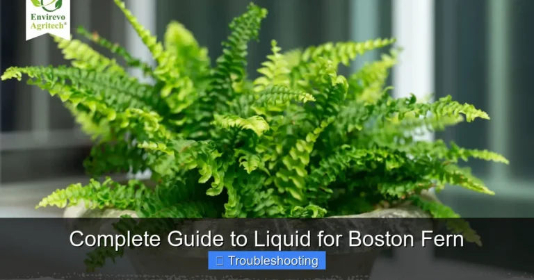 Complete Guide to Liquid for Boston Fern