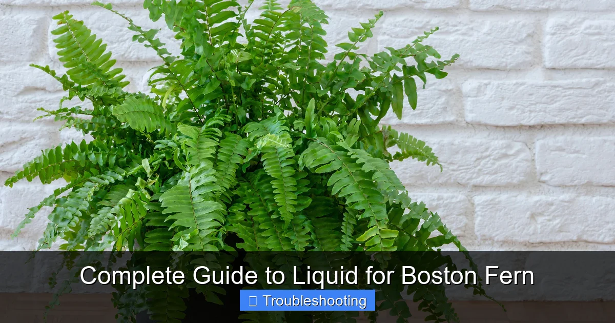 Complete Guide to Liquid for Boston Fern