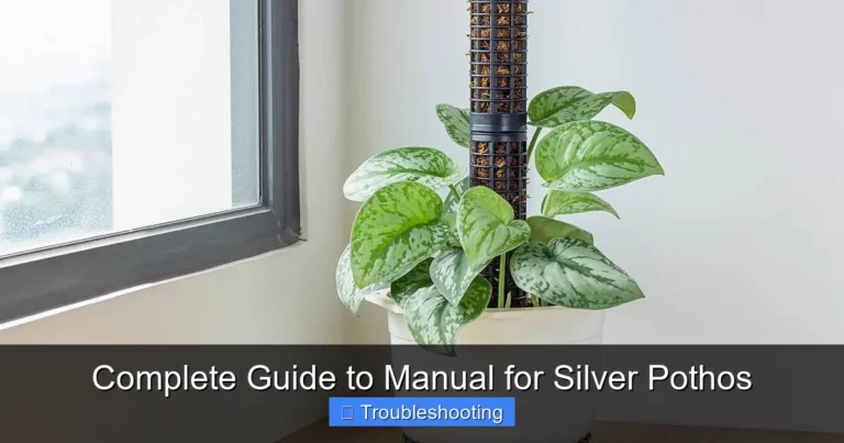 Complete Guide to Manual for Silver Pothos