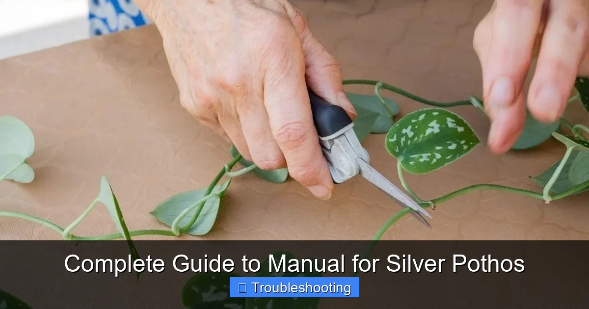 Complete Guide to Manual for Silver Pothos