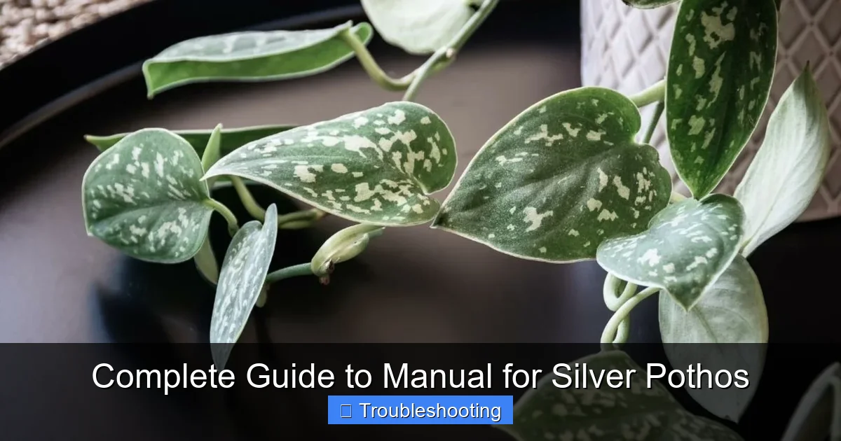 Complete Guide to Manual for Silver Pothos