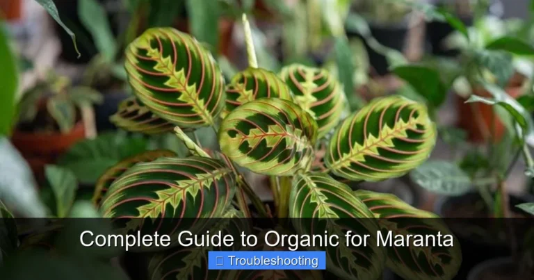 Complete Guide to Organic for Maranta