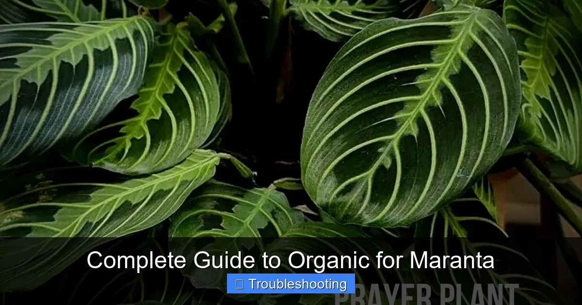 Complete Guide to Organic for Maranta