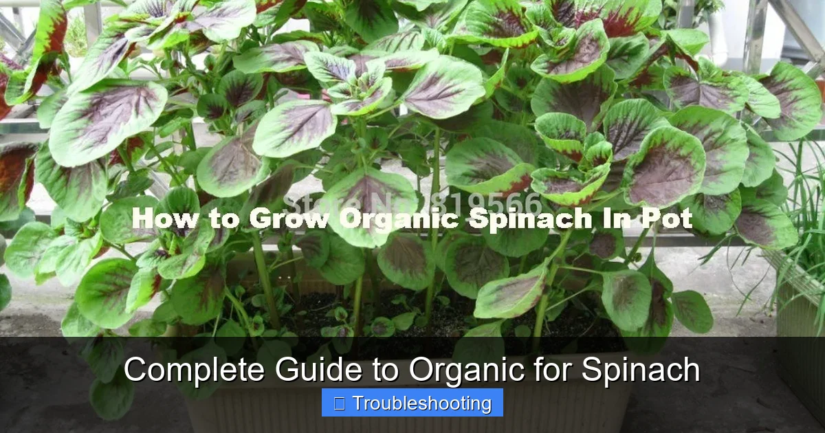 Complete Guide to Organic for Spinach