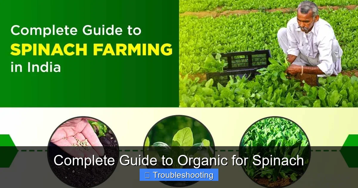 Complete Guide to Organic for Spinach