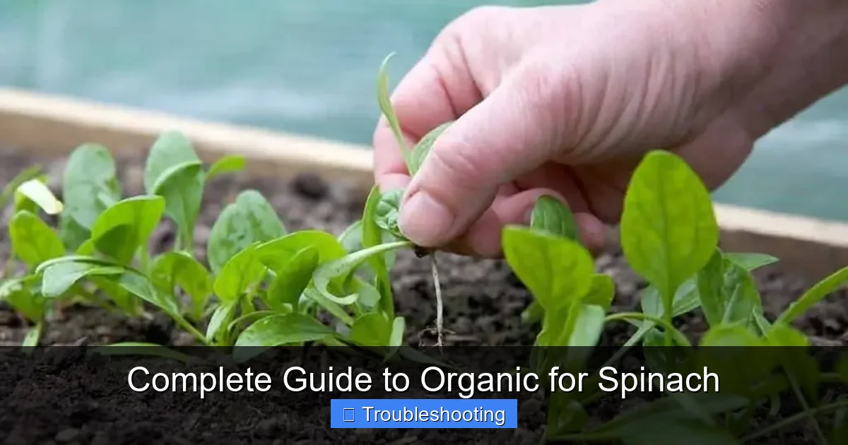 Complete Guide to Organic for Spinach