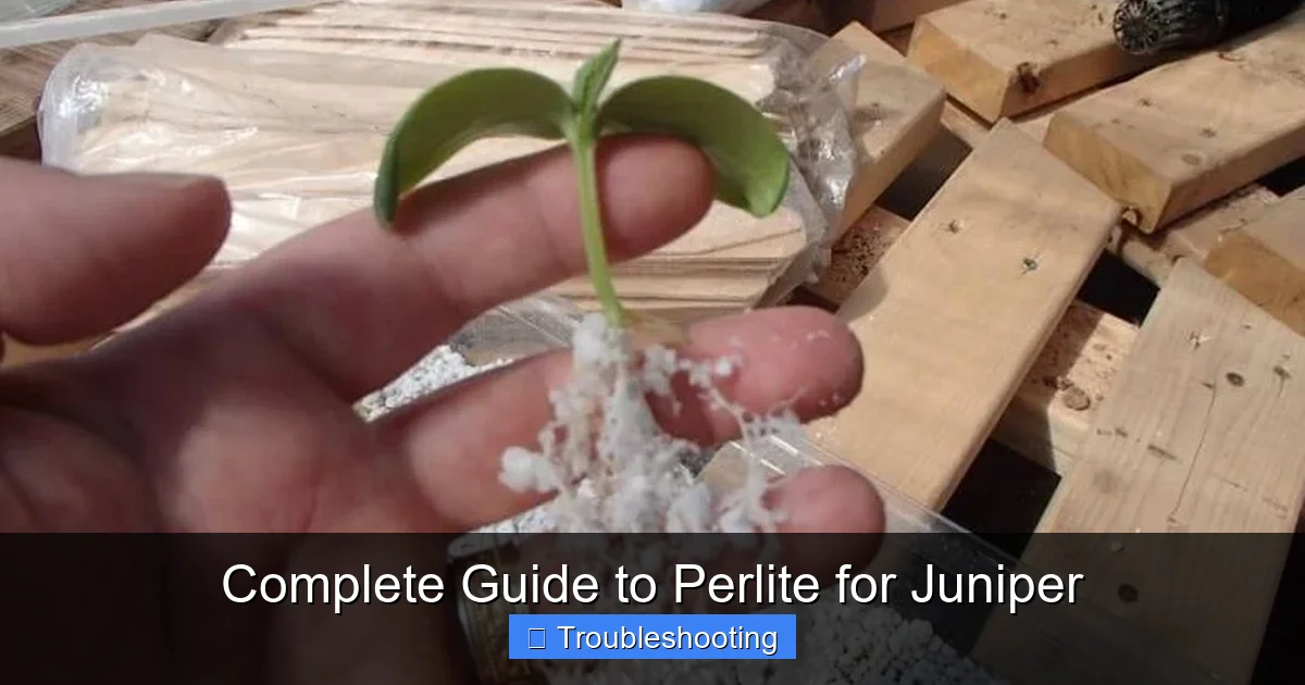 Complete Guide to Perlite for Juniper