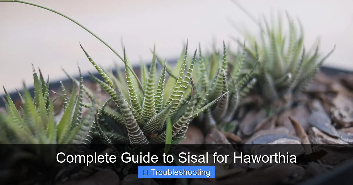 Complete Guide to Sisal for Haworthia
