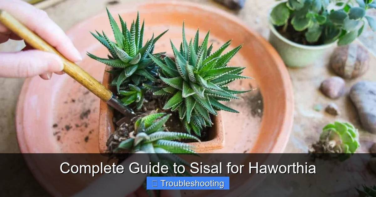 Complete Guide to Sisal for Haworthia