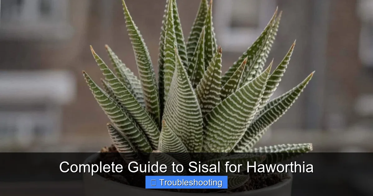 Complete Guide to Sisal for Haworthia