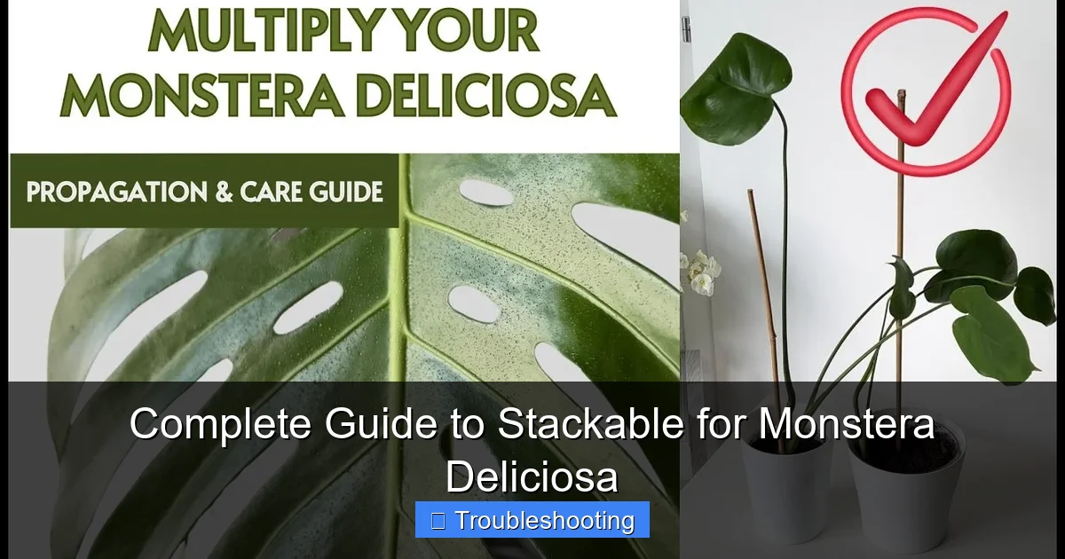 Complete Guide to Stackable for Monstera Deliciosa
