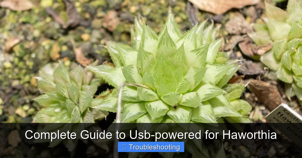 Complete Guide to Usb-powered for Haworthia