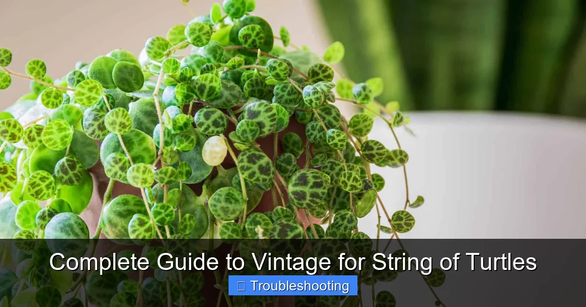 Complete Guide to Vintage for String of Turtles