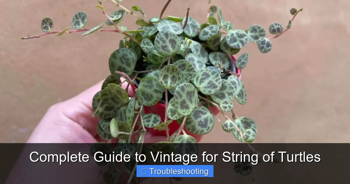 Complete Guide to Vintage for String of Turtles