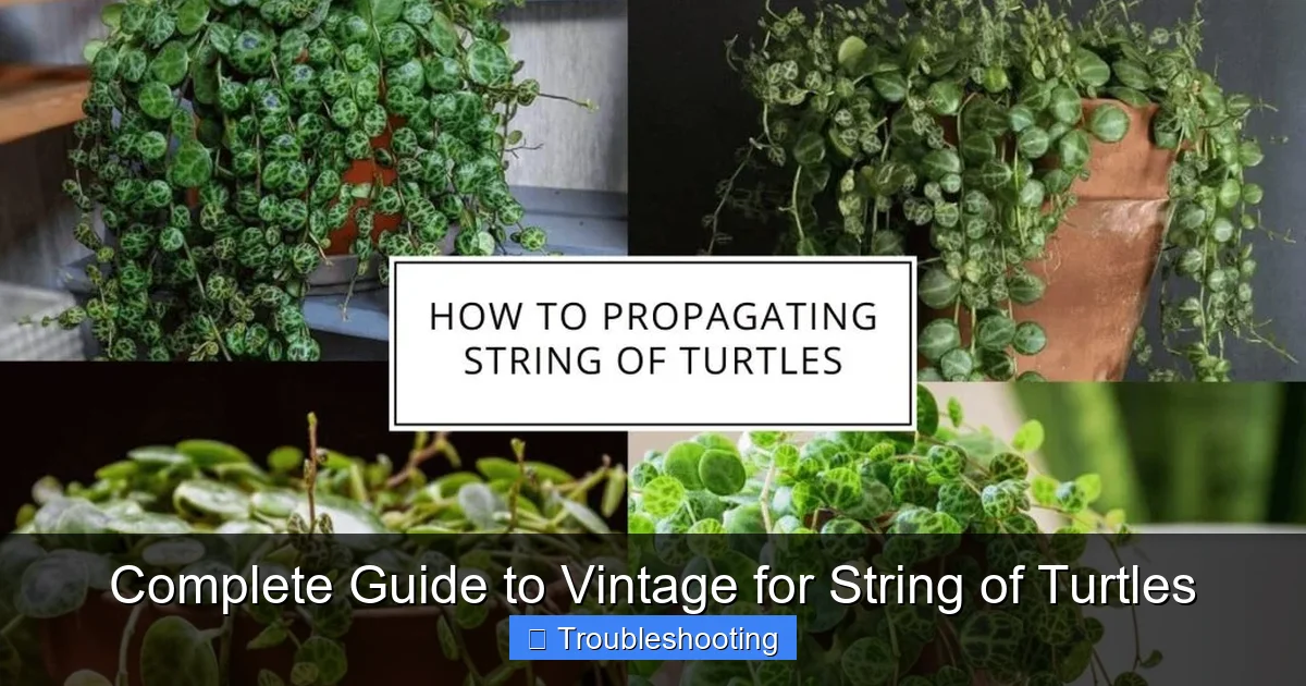 Complete Guide to Vintage for String of Turtles
