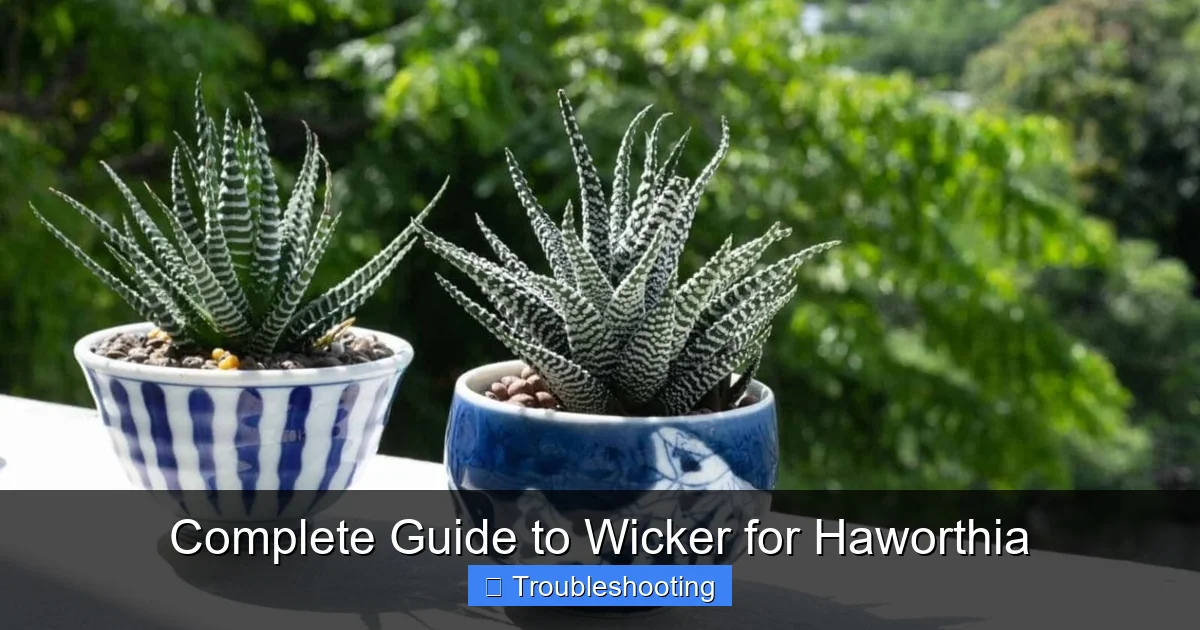 Complete Guide to Wicker for Haworthia