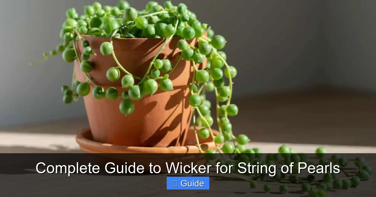 Complete Guide to Wicker for String of Pearls