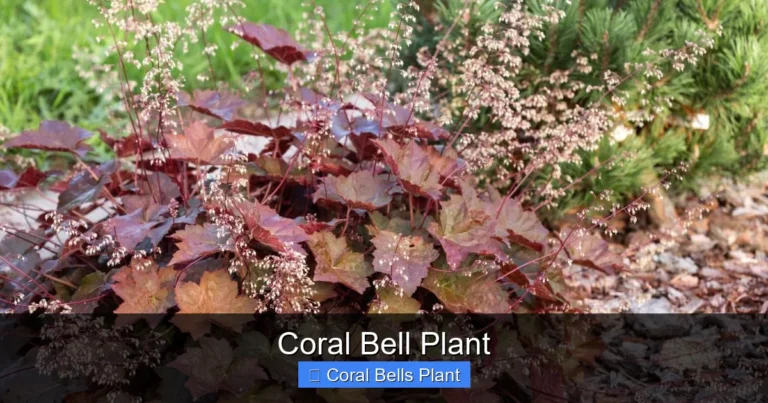Coral Bell Plant