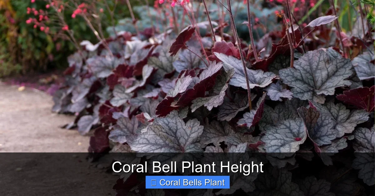 Coral Bell Plant Height