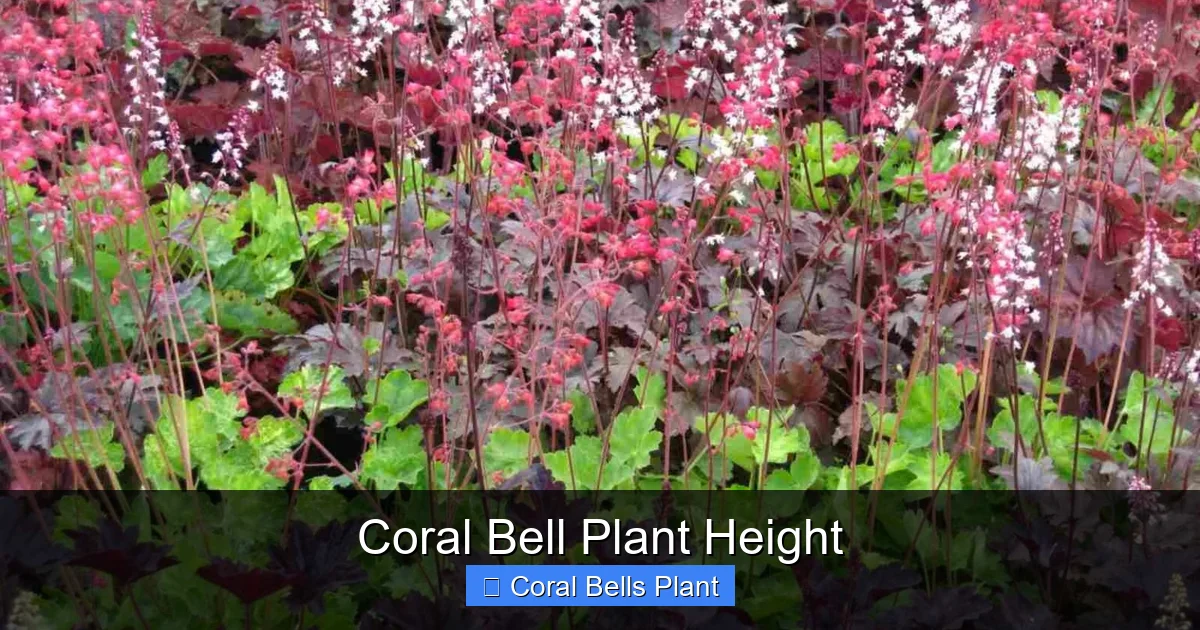 Coral Bell Plant Height