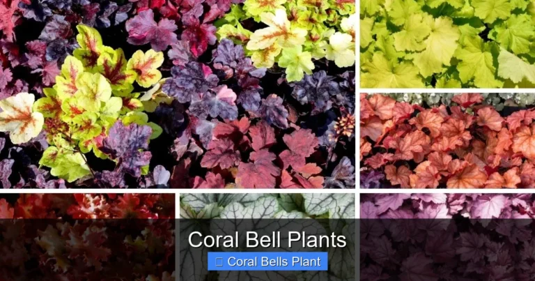 Coral Bell Plants